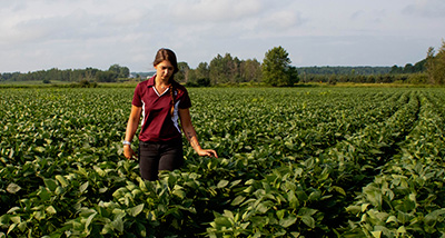 Agricultural Business student walking through a soybean field during their internship