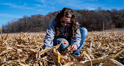 Student kneeling in a dry field studying corn stalks
