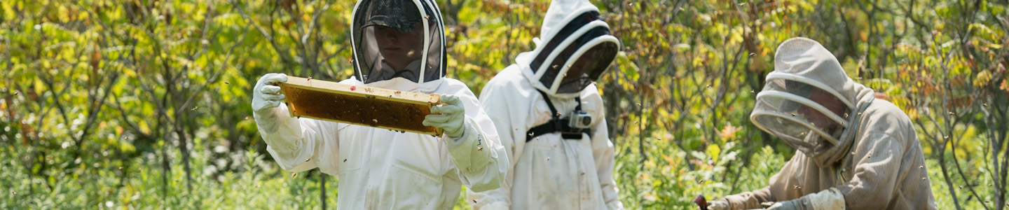Three biology students studying honeycomb in protective bee suits