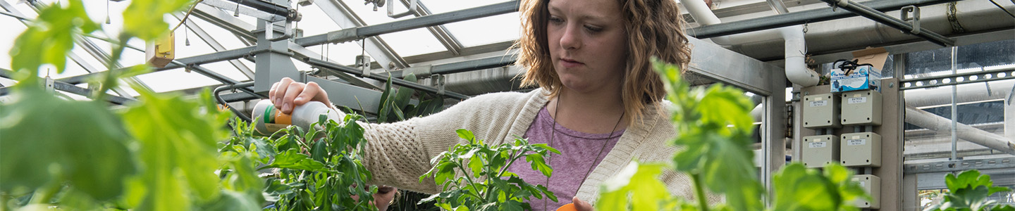 Student tends to plants in the campus greenhouse