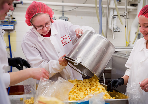 Three students make cheese curds in the Dairy Pilot Plant