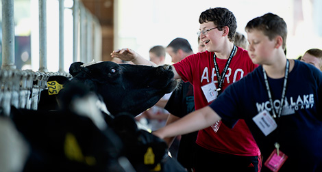 Camp attendee pets a cow at the Mann Valley Farm