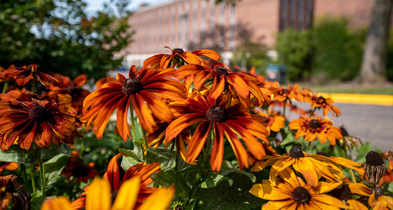 A patch of orange coneflowers bloom brightly in front of the Ag Science building